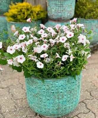 Silverberry petunia