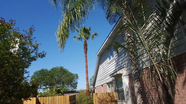 A professionally  cleaned Mexican Fan Palm