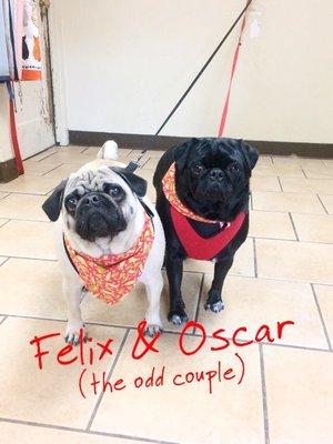 Felix & Oscar