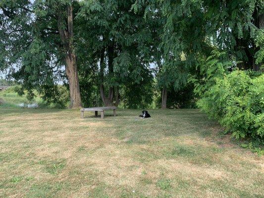 My dog content in the shady grass by the gas station that hides the taqueria.