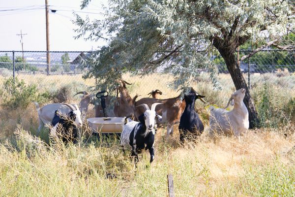 Goat Grazers goats trimming our olive tree.