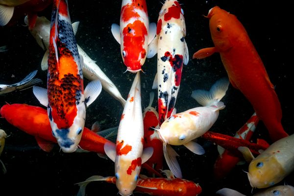 Koi pond openings and closings. Repairs, installs, builds, lighting and so much more.