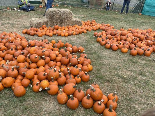 The "pumpkin patch"