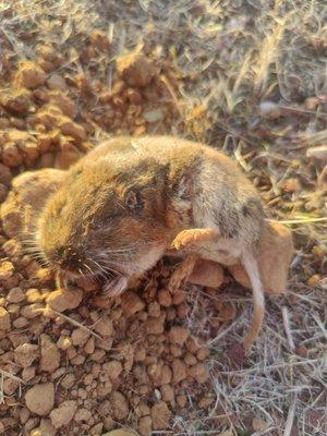 Gopher caught with a trap