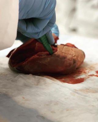 Dissecting a pig heart