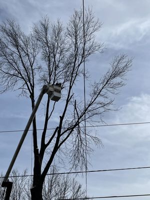 Neighbors 100 foot Tree