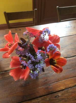 Peach colored tulips combined with woodlind phlox