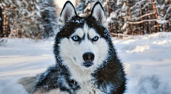 You are looking at a husky, which stands for my business, Celias Dogs.