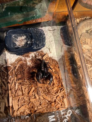 Black emperor scorpion