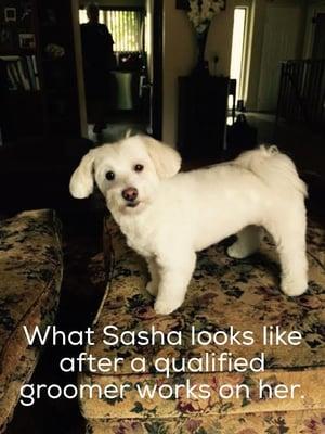 This is how the same dog looks when a real groomer takes care of her, not Nancy "the butcher". DO NOT TAKE YOUR DOG TO THIS HELLHOLE.