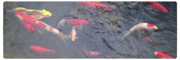 A water garden just does not feel or look complete without fish swimming in the water.