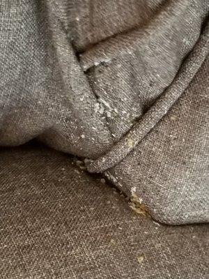 Bedbugs embedded between the back resting pillows and arm of sofa