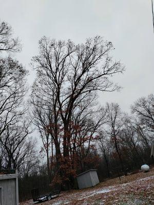 Trees behind shed to be removed