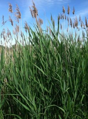 Lots of wild prairie grasses and marsh plants grow around the road and picnic areas.