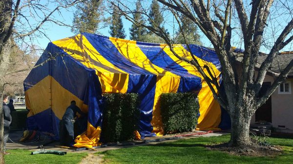 Tenting for Drywood Termites