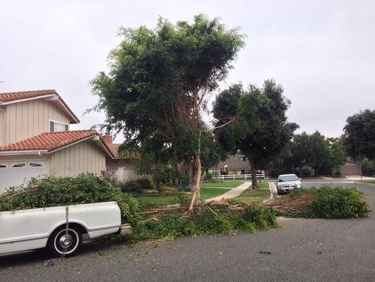 Removing tree