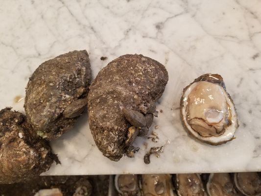 Ice cold raw oysters