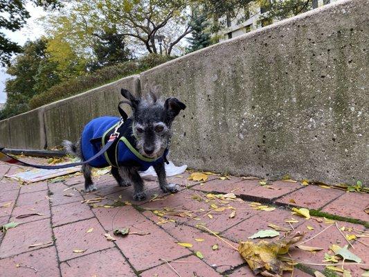 Miss Tascha making her way around the neighborhood.