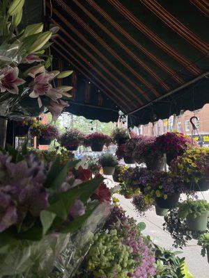 Flowers and hanging plants