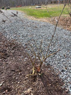 Chiles Grounds Maintenance