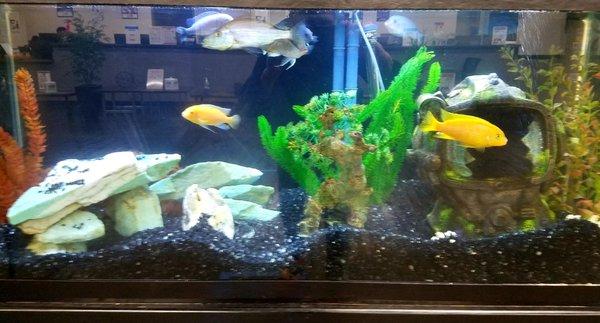 Clean fish tank in waiting room