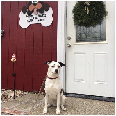 Clover after her nail trim at Pampered Pets! These ladies are the real deal when it comes to treating dogs kindly!