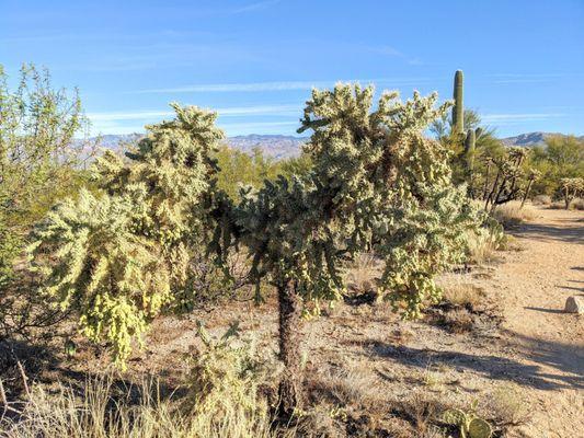 Chain Fruit Cholla, Cactus Forest Trail | Instagram: @telephonesmoothie