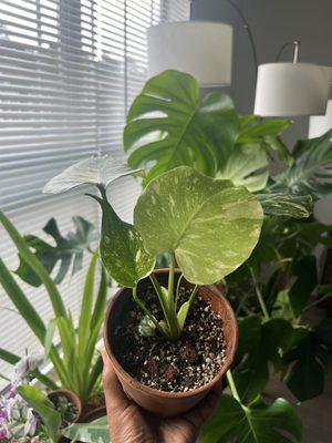 Monstera Deliciosa 'Thai Constellation'