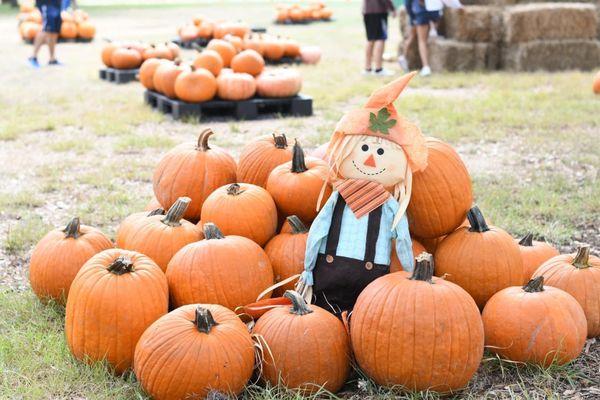 Pumpkins galore!