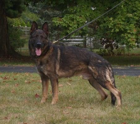 Reinas father from Germany.Highly accomplished Working Line German Shepherd Dog.