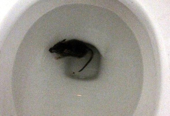 RAT IN TOILET