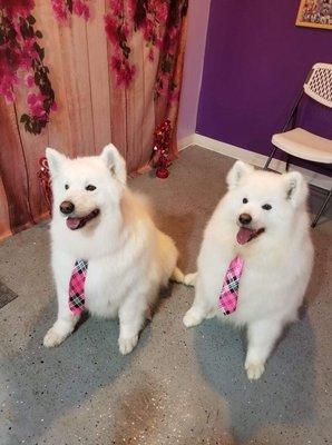 Chica And Kiki, beautiful Samoyeds!