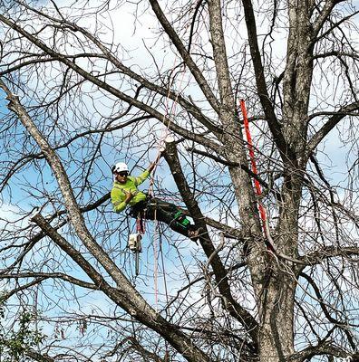 California Tree Surgeon