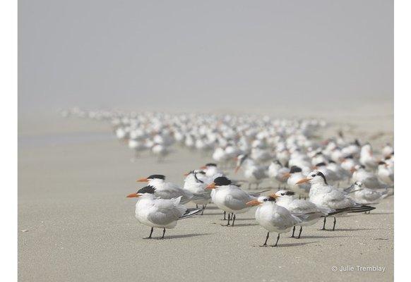 Royal Tern by Julie Tremblay