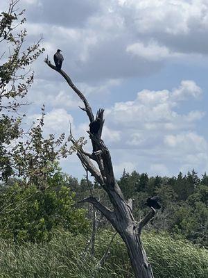 3 vultures smiling for the pics