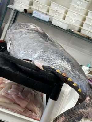 Fresh Caught Bluefin Tuna Ready to be prepared for sale...