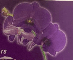 very nice orchids arrrangements all is fresh we delivery all los angeles ca