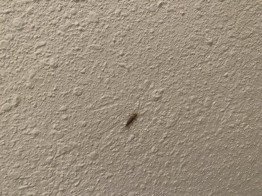 Silverfish in bedroom