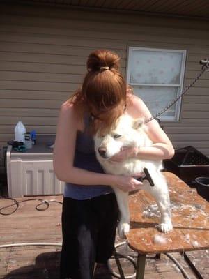 Loving on one of the 10 huskies on a mobile groom day!