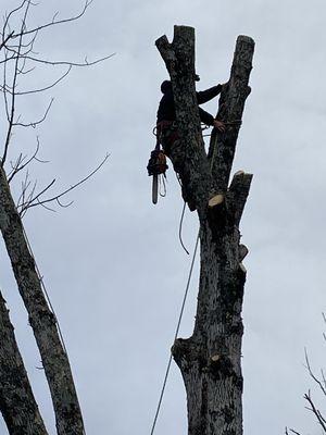 Climber from LehighvalleyTree Removal&Landscaping removing a tree from the top down