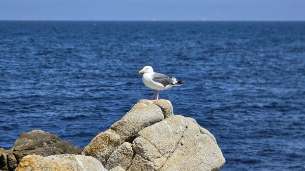 perched gull