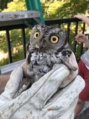 Mommy owl was found in an attic. The owners thought they had rats.