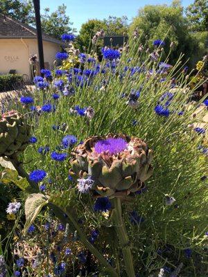 Blooming lavender.