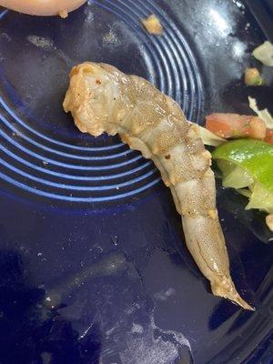 Shrimp