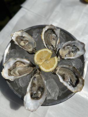 Oysters