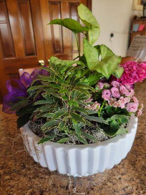 Green house plants