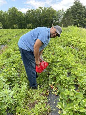 Even us old folks can easily pick berries.