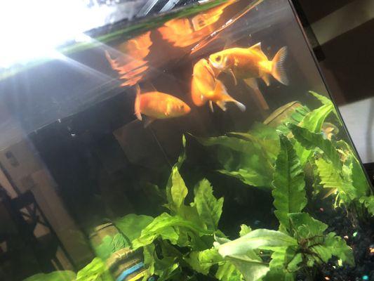 Two goldfish in tank