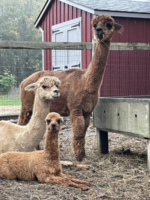 Hope Alpaca Farm