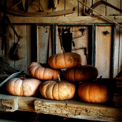 Pumpkins in the barn